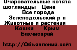 Очаровательные котята шотландцы › Цена ­ 2 000 - Все города, Зеленодольский р-н Животные и растения » Кошки   . Крым,Бахчисарай